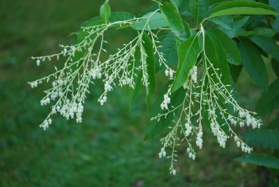 Oxydendron arboreum - kysloun stromový - květenství a listy